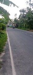 Serene Tropical Road:  Palm Trees, Lush Greenery, Single Vehicle, Peaceful Mood, Asphalt Highway.