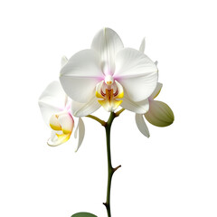 Naklejka premium Beautiful white orchid flowers with delicate pink and yellow accents on a green stem isolated on transparent background