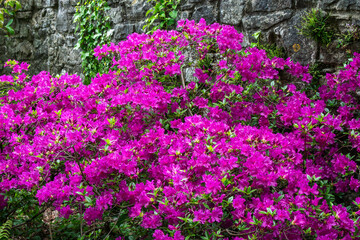 Rhododendron 'Blue Danube' a late spring flowering evergreen shrub plant with violet-blue springtime flowers commonly known as azalea, gardening stock photo image