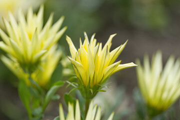 delicate opening midday flowers, opening yellow flowers, half open flowers, gazania flowers, spring flowers, yellow treasure flower