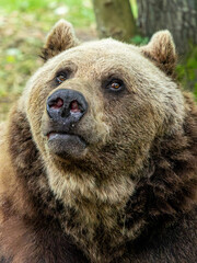 Fototapeta premium Braunbär