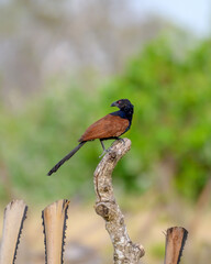 Bird Life 