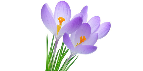 Fototapeta premium Purple crocus flowers with orange stamens isolated on a transparent background