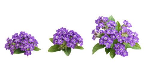 Purple heliotrope flower clusters isolated on a transparent background