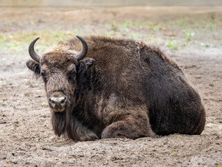 Fototapeta premium Wisend