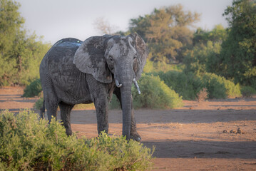 African elephant in Botswana, Northern Tuli Game Reserve