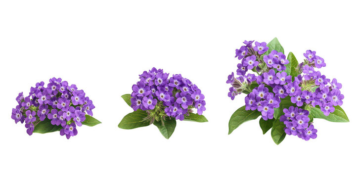 Purple heliotrope flower clusters isolated on a transparent background
