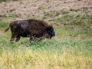 Fototapeta premium Wisend