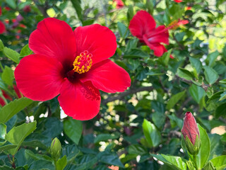 Hibiscus bright red flowers in garden.