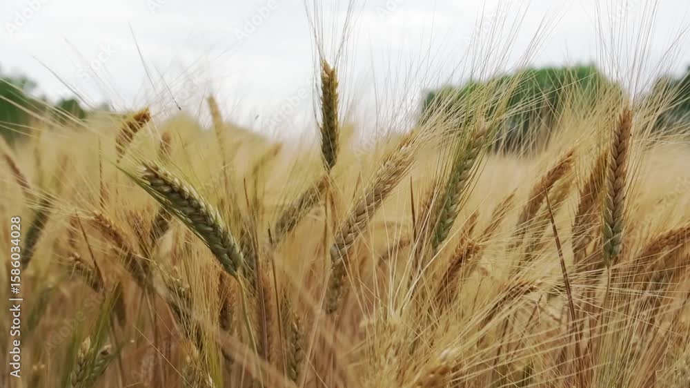 Poster field of golden wheat with a few trees in the background