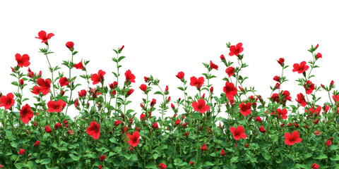 Red Salvia Flowers Isolated on a transparent background