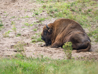 Fototapeta premium Wisend