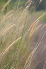 Obraz premium A vertically oriented image of feather reed grass in dreamy shades.