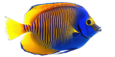 Regal Angelfish Blue Orange Yellow isolated on a transparent background