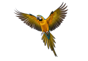 A detailed blue and yellow macaw with wings spread wide and tail fanned, its sharp talons extended downward in a dynamic freeze-frame of mid-flight, captured from a high angle against a pristine