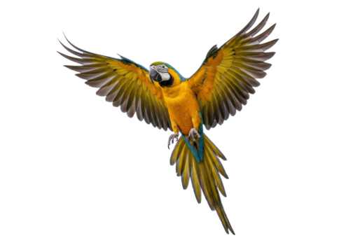 A detailed blue and yellow macaw with wings spread wide and tail fanned, its sharp talons extended downward in a dynamic freeze-frame of mid-flight, captured from a high angle against a pristine