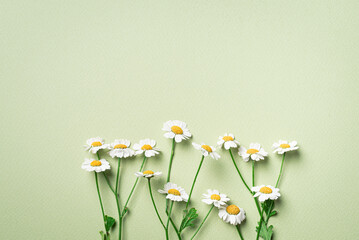 Chamomile daisy flowers on green craft paper