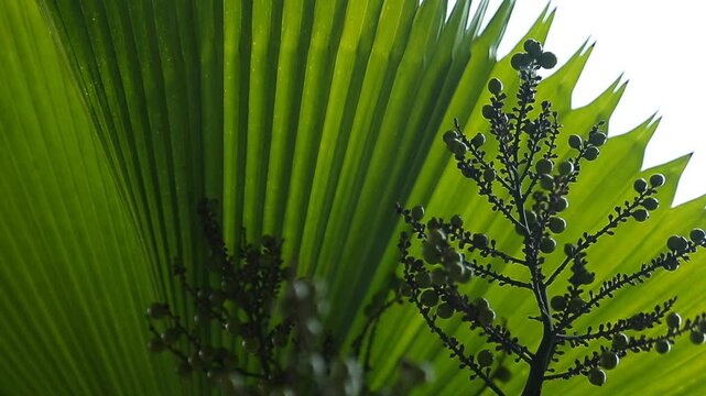 Fruit of Palas Kipas Tree (Licuala Grandis)