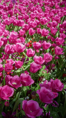 Vibrant pink tulips blooming in a sunny netherlands garden showcase the beauty of spring in lush outdoor landscapes filled with colorful flora and bright sunlight