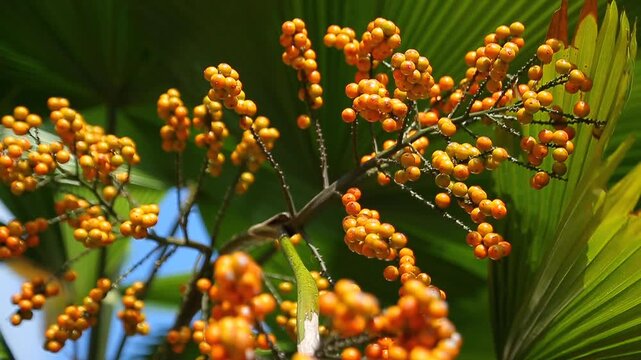 Fruit of Palas Kipas Tree (Licuala Grandis)