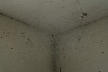 Dirty room corner with cobwebs and mold