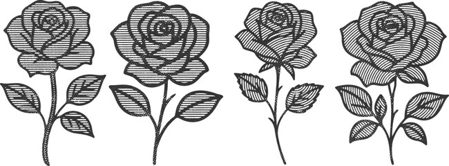  Monochrome Engraving Rose Flower Line Art Bundle Design | Vintage Floral Etching Style | Black and White Detailed Botanical Illustration | Transparent Background Vector Set