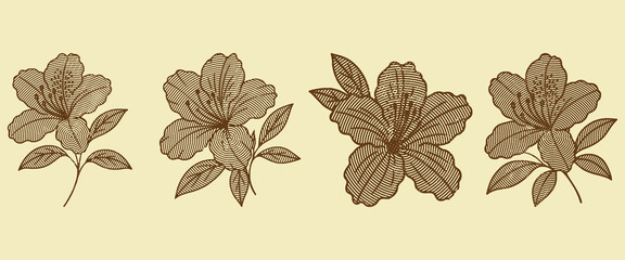  Azalea flower line art engraving bundle design with coffee color lined effect botanical floral drawing vintage bloom illustration nature template decorative transparent background