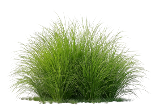 Top view of wild grass, on transparent Background, cutout.