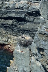 Cigüeñas en los Acantilados del Cabo Sardao en la región del Alentejo Litoral, Portugal