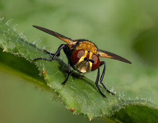 Schwebfliege