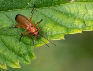 Weichkäfer