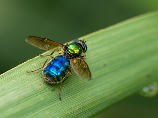 Fliege