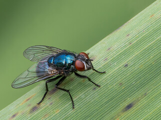 Fliege