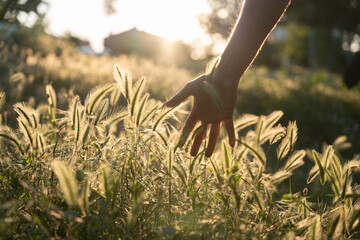 Open hand of a man caressing wheat at sunset. Concept of wellbeing and connection with nature