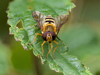 Schwebfliege