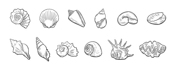 Set of hand-drawn seashell line art elements in black color. Coastal various marine shell doodles in vintage sketch style.