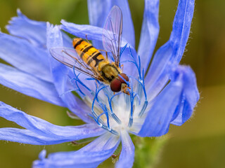 Schwebfliege