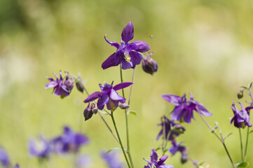 beautiful purple flowers in full bloom, purple petals with green background, close-up of columbine flower, meadow with Aquilegia saximontana