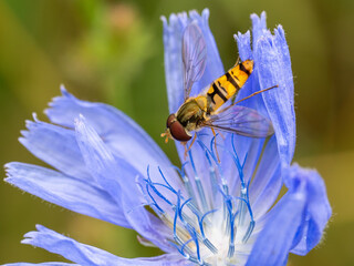 Schwebfliege