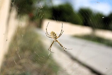 Argiope lobata spider suspended on web