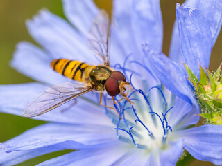 Schwebfliege