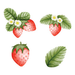 Watercolor Strawberry Elements Set vector illustration