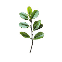 Obraz premium A sprig of glossy, dark-green leaves on a slender, dark-brown stem, isolated against a black background