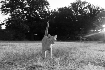 Outdoor cat walking through summer grass being curious in black and white.