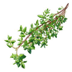 Thyme Sprig's Vivid Green: A detailed close-up showcases a vibrant thyme sprig, its small leaves and slender stem presenting a fresh, aromatic appeal, inviting culinary explorations.