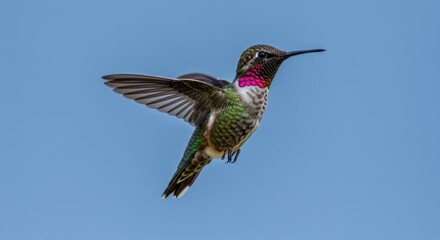Naklejka premium Rufous Hummingbird in Flight: Iridescent Plumage Against Azure Sky