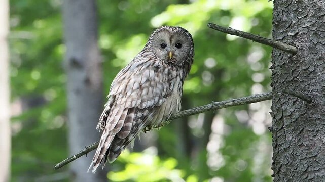 Puszczyk uralski, Strix uralensis, Ural Owl - dorosły osobnik polujący aby dokarmić młode. Beskid Śląski 