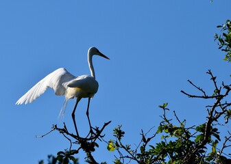 Great White Heron at marshland tree