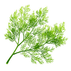 Dill Plant: An image of lush, vibrant, and fresh dill sprig, capturing the aromatic herb's delicate beauty, ready to elevate any culinary creation.