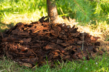 mulching coniferous trees when removing bark
